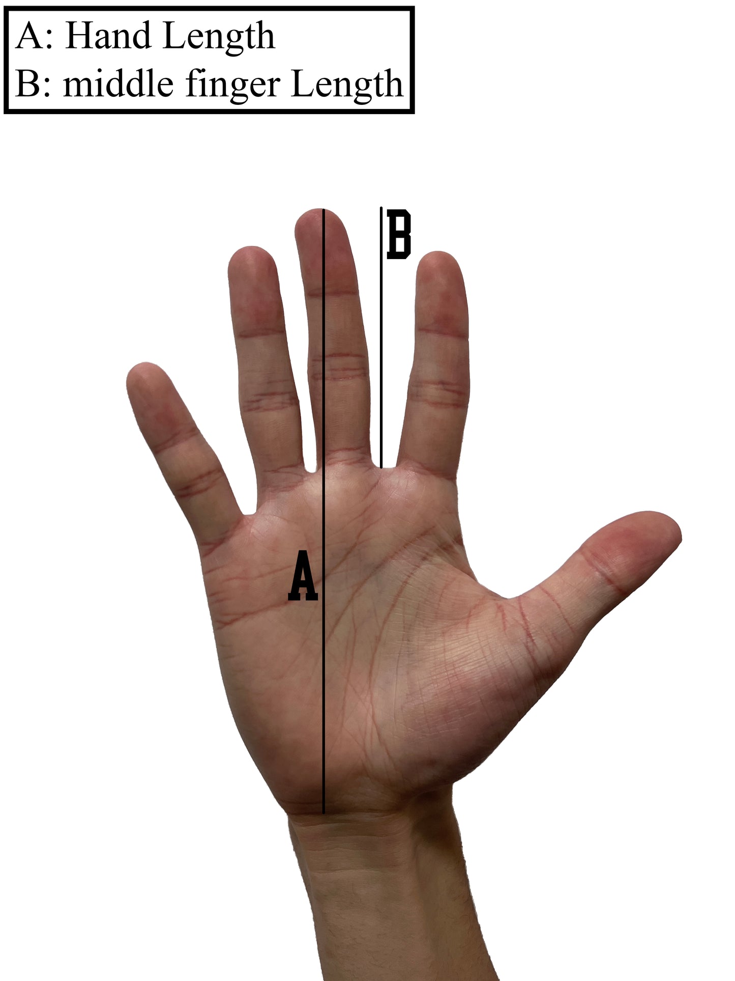 Headquarter Gloves V2